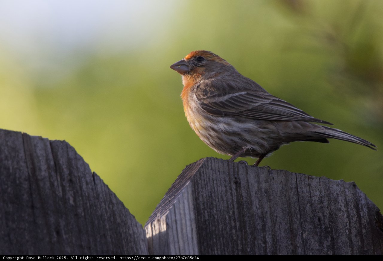 Peaceful Perch