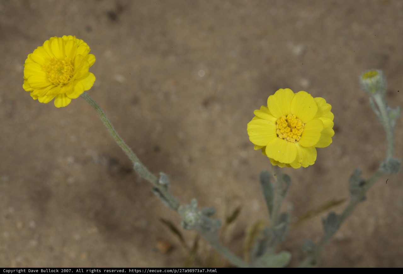 Desert Blooms