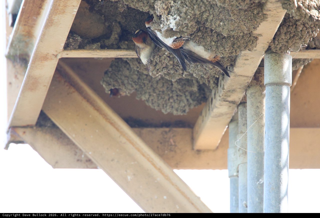 Cliff Swallow Tending to Mud Nest Colony