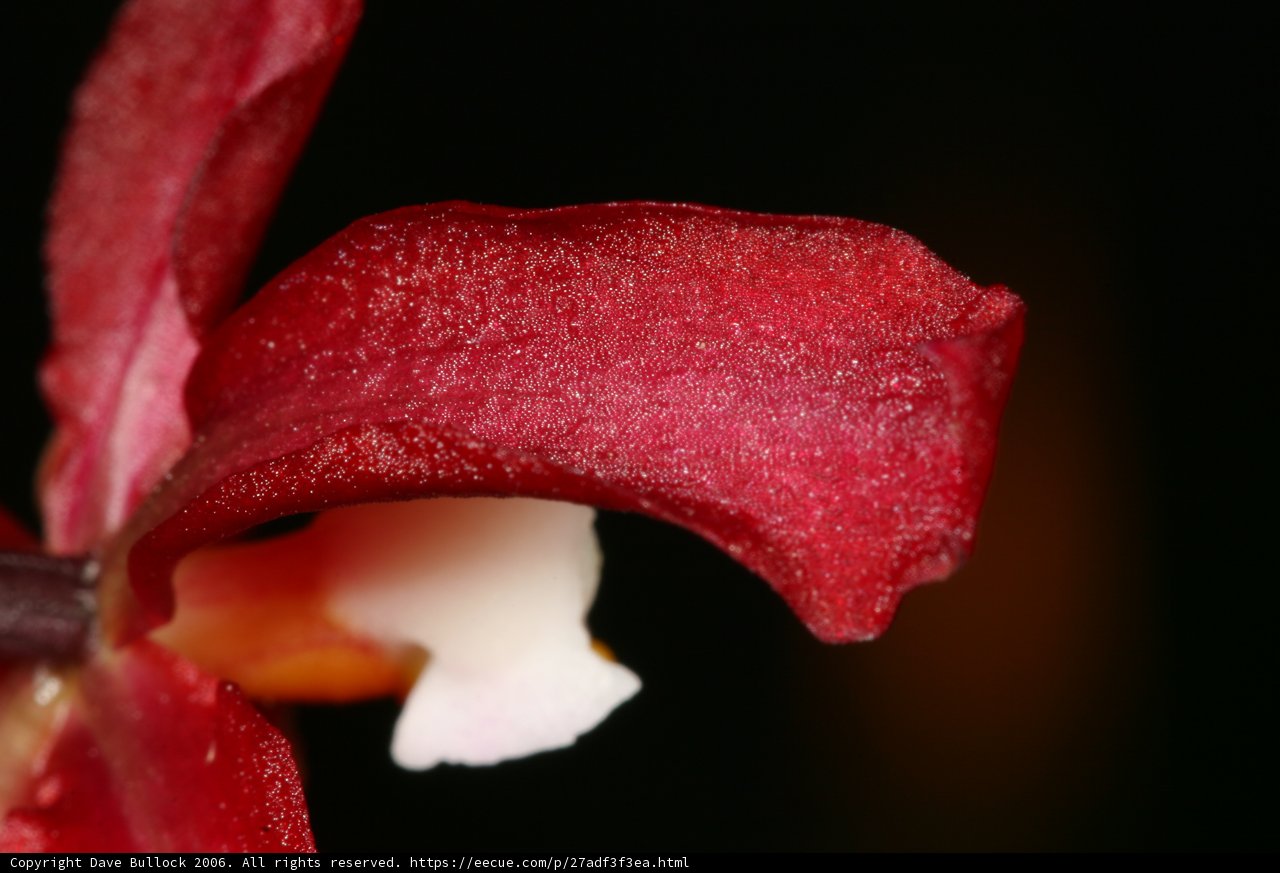 Radiant Red Petals