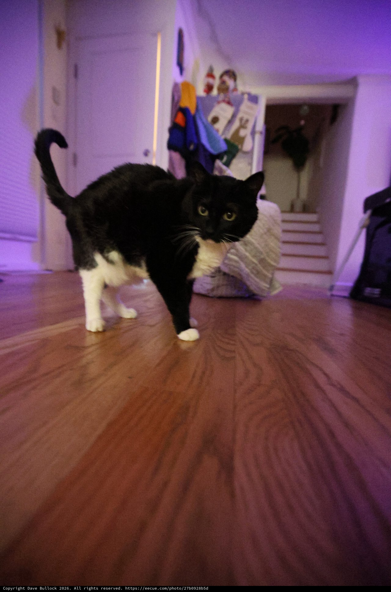 Black and White Cat Mid-Stride on Hardwood Floor