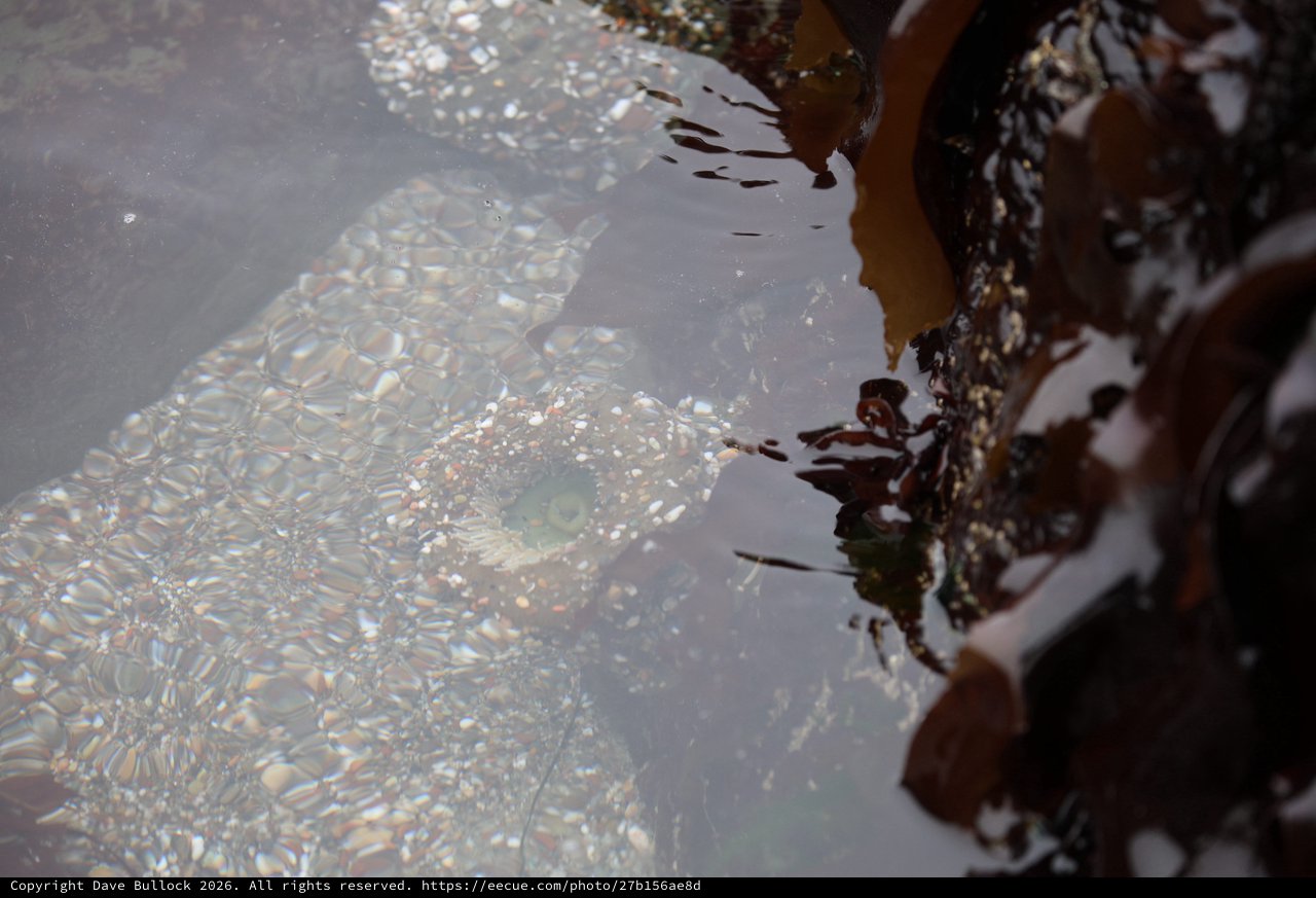 Camouflaged Fish Lurking in Shallow Tide Pool