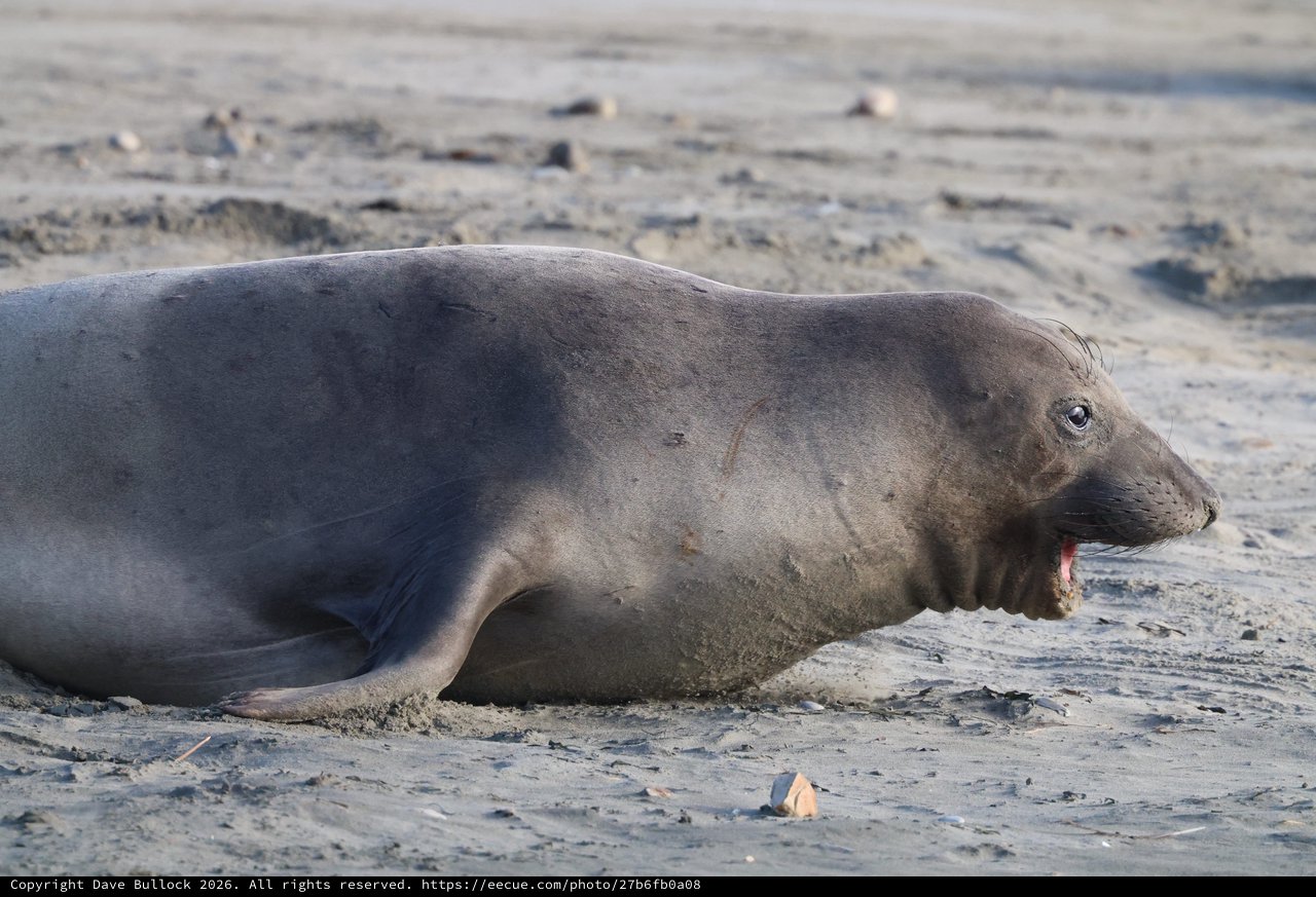 Young Elephant Seal Resting on Sandy Beach