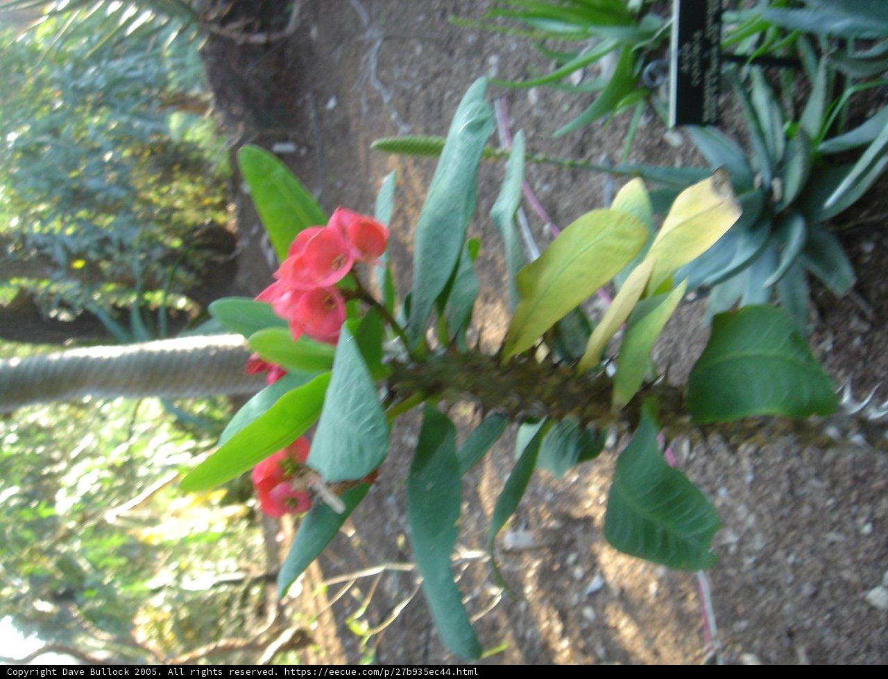 Red Blooms Amidst Lush Foliage