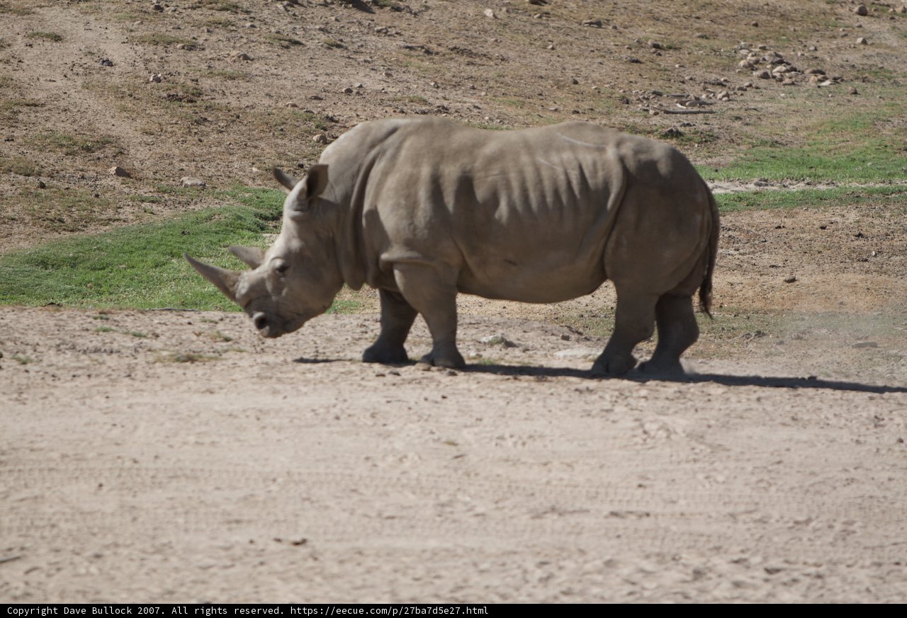 Mighty Rhino in the Wild
