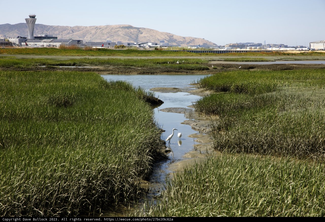 Eden in Miniature: Millbrae's Shimmering Serenity