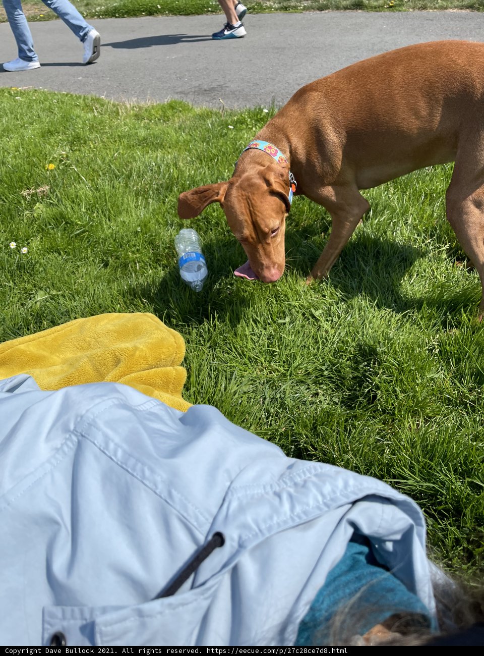 Inquisitive Pup Sniffs Out His Hydration