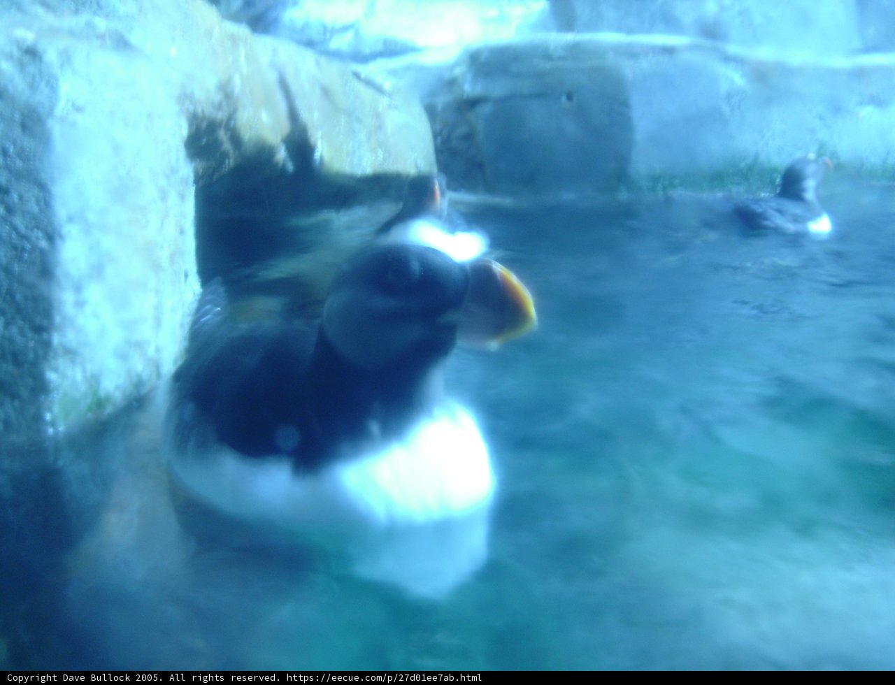 Underwater Puffin