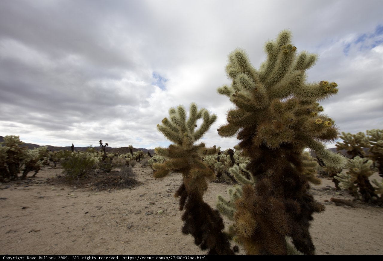 Scenic Cactus views under a cloudy sky