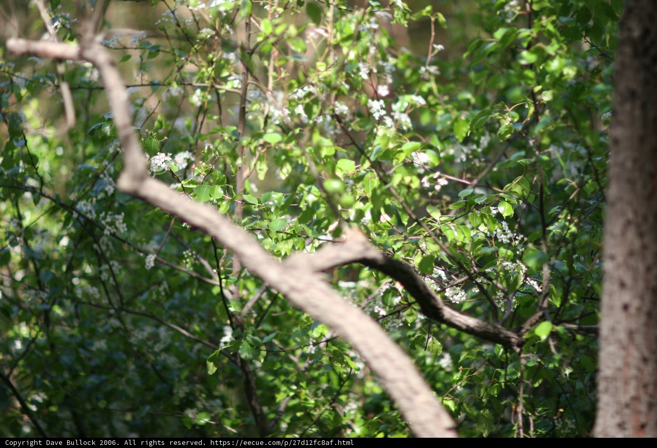 Woodland Jay
