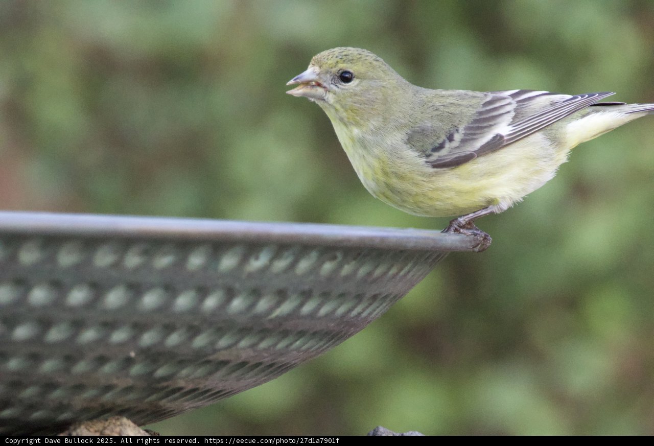 Feathered Visitor