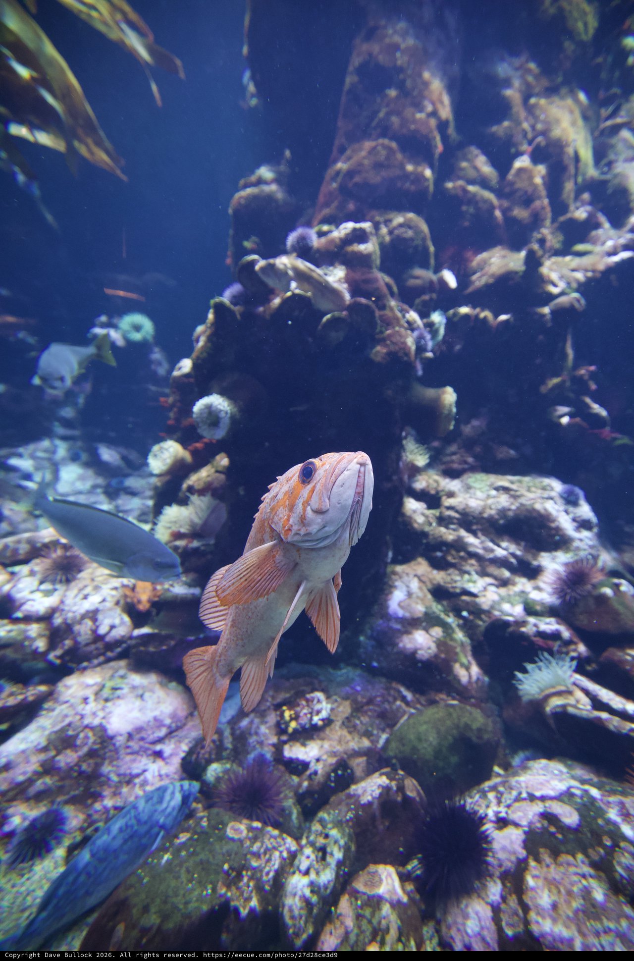 Peach-Colored Fish Among Vibrant Coral Reef