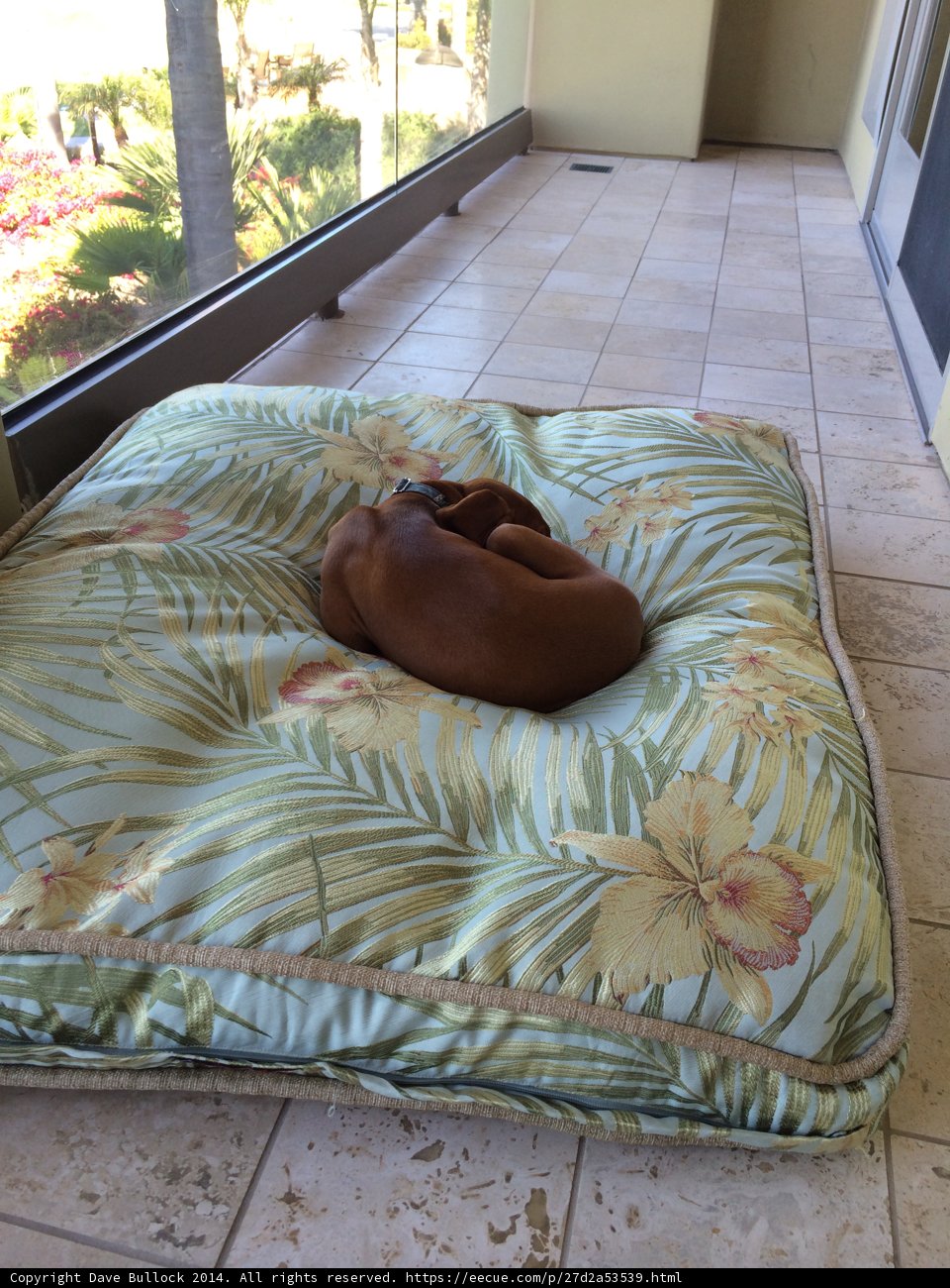 Pawsitively Cozy