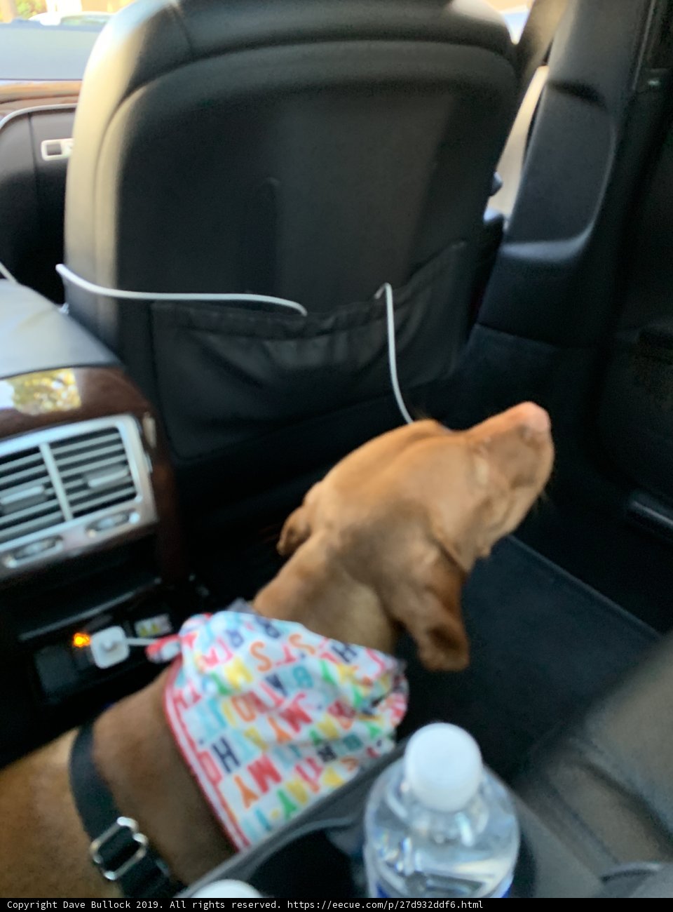 Canine Companion on Road Trips