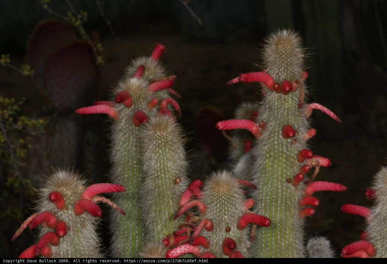 Red Blooms Among the Prickles