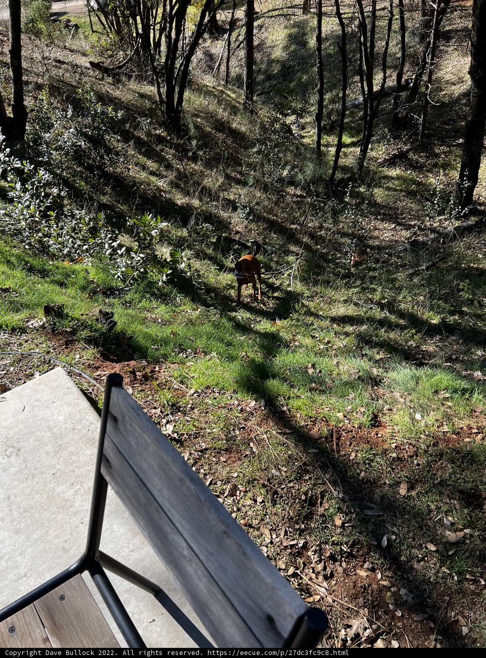 Canine Companion on Sierra National Forest Hillside