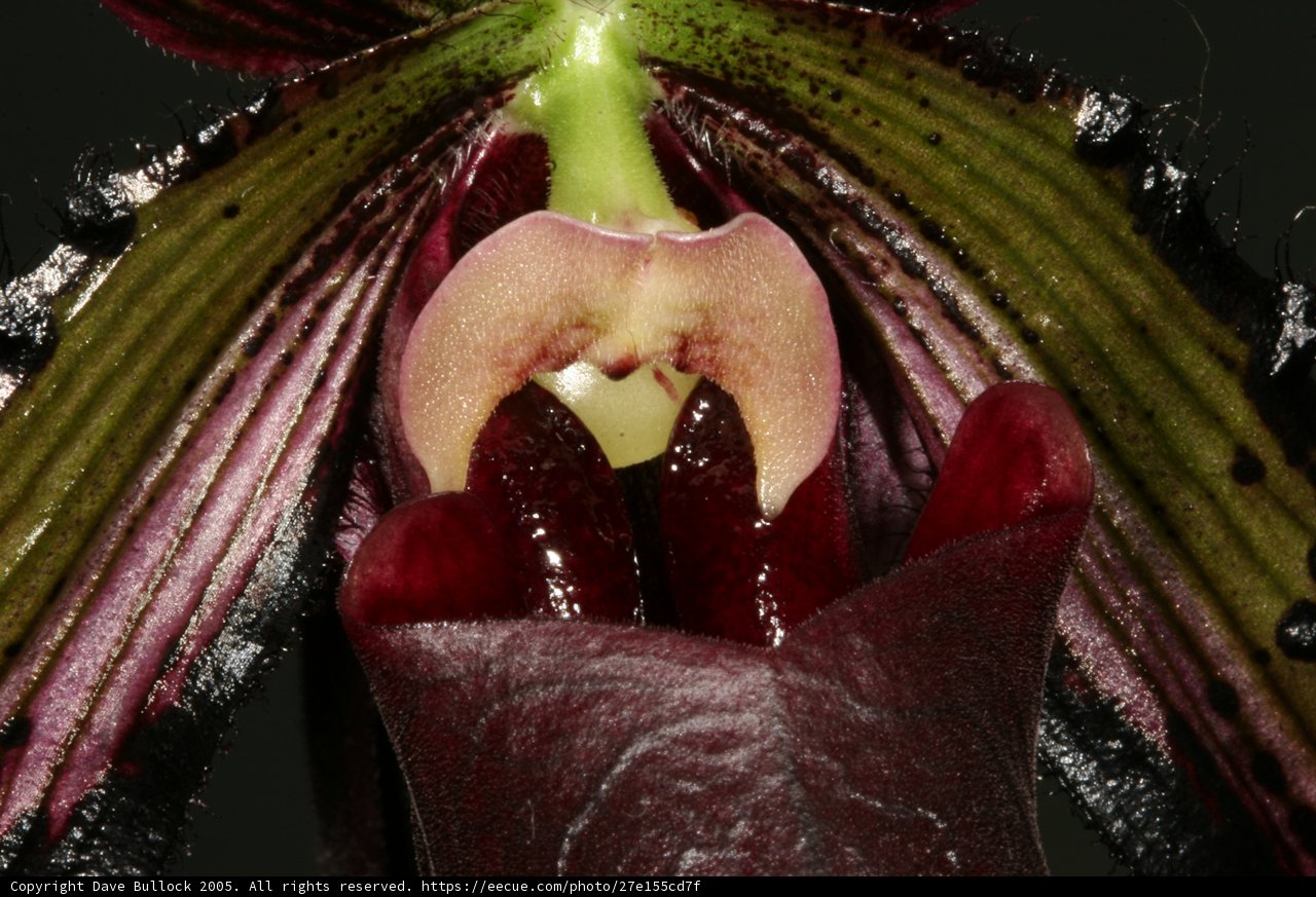 The Alluring Orchid in Bloom