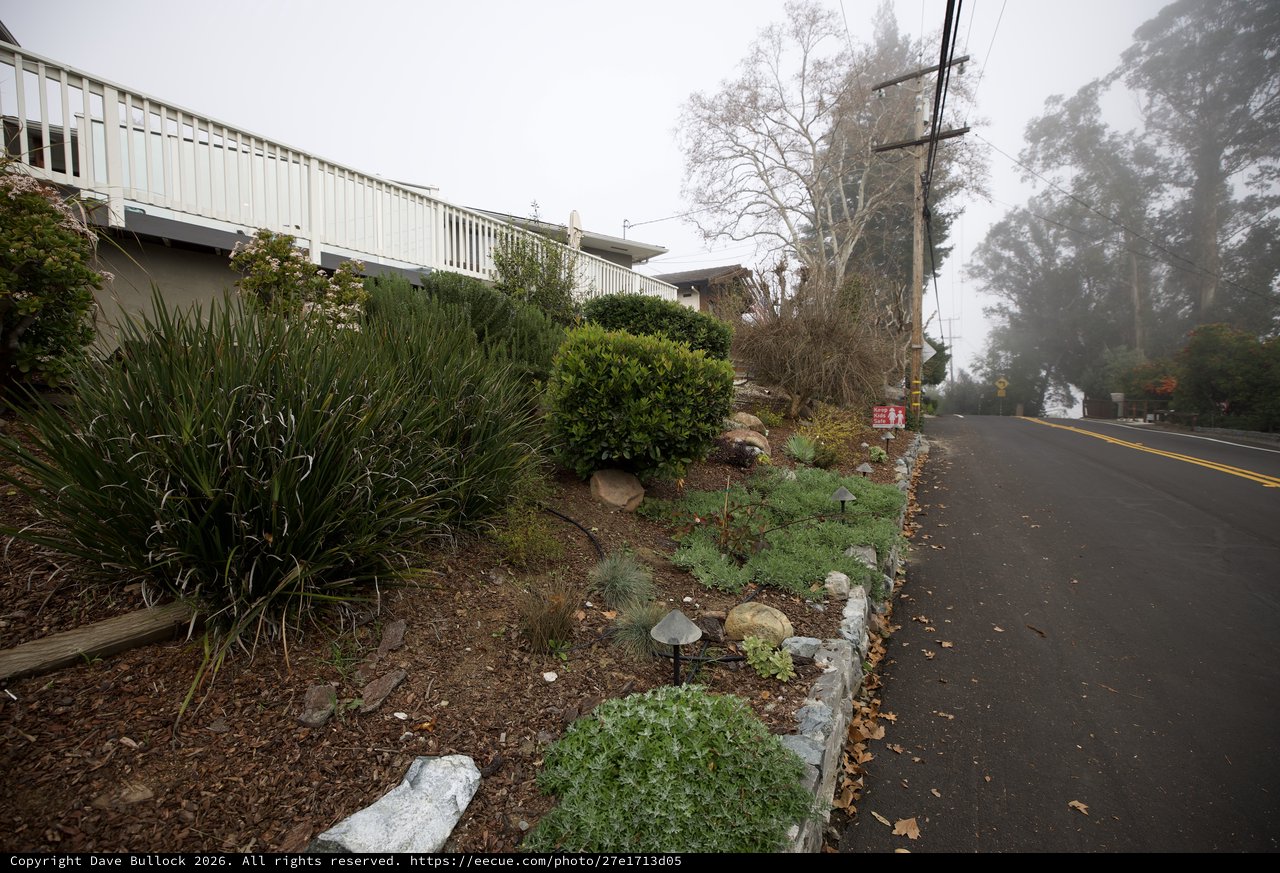 Misty Morning Garden Along Foggy Roadside