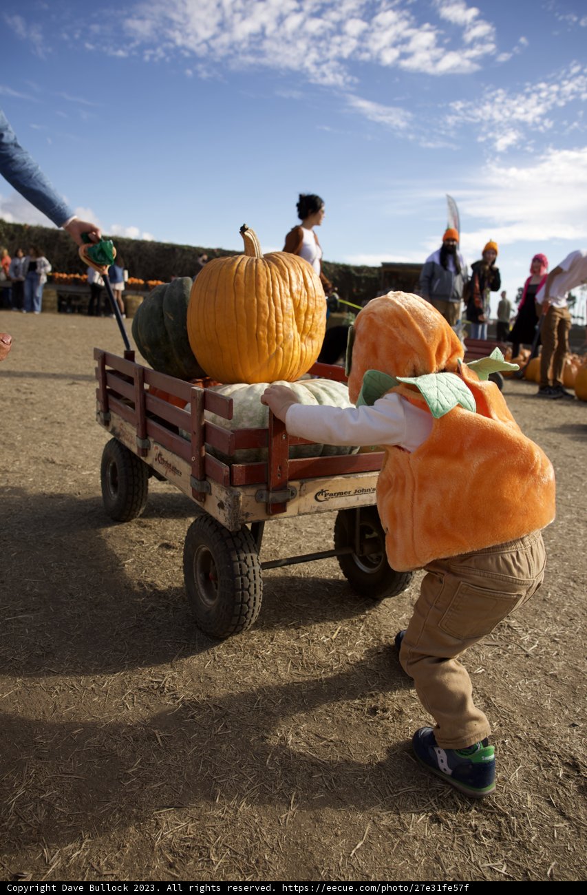 Harvest Hustle by Wesley