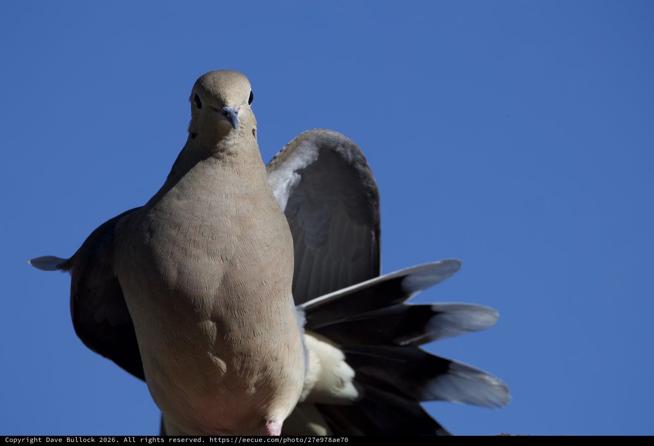 Eurasian Collared Dove Portrait Against Clear Blue Sky