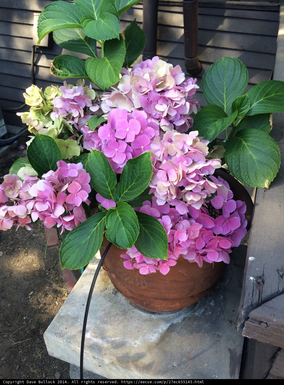Geranium Flower Pot