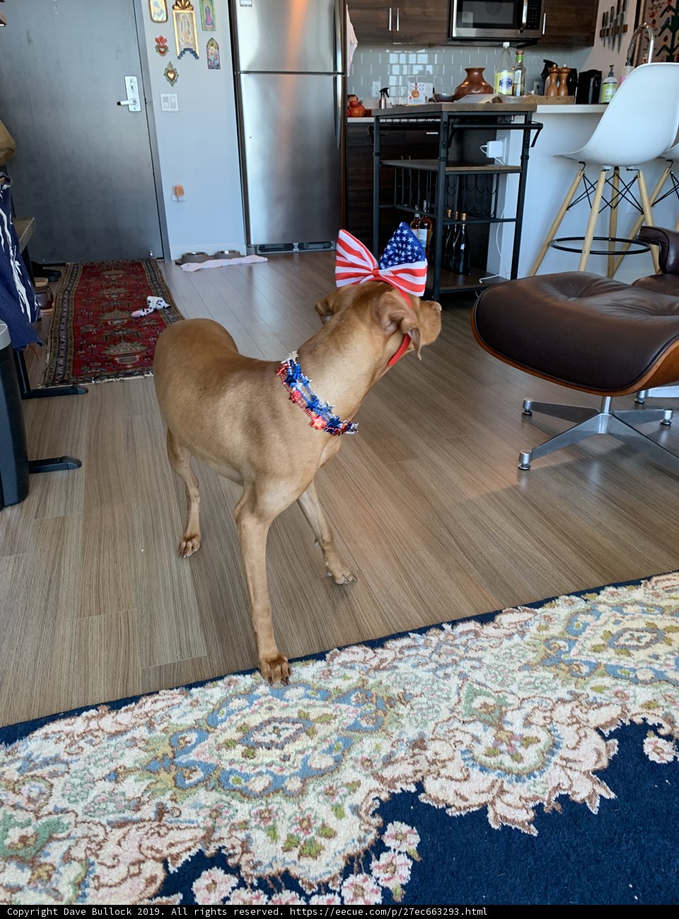 Patriotic Pup in the Living Room