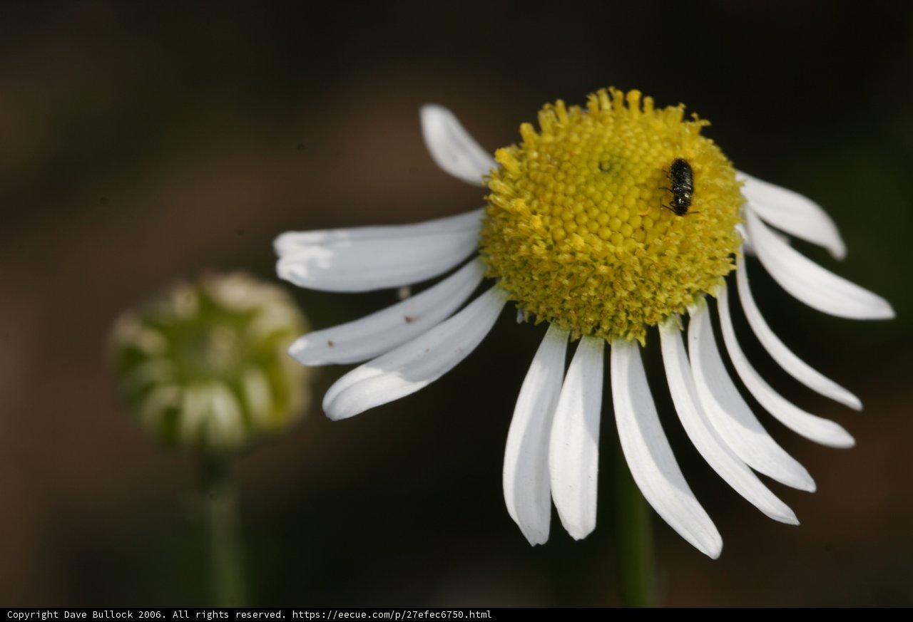 Bee on Daisy