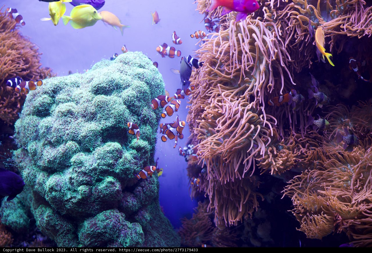 Vibrant Underwater Spectacle at Monterey Bay Aquarium