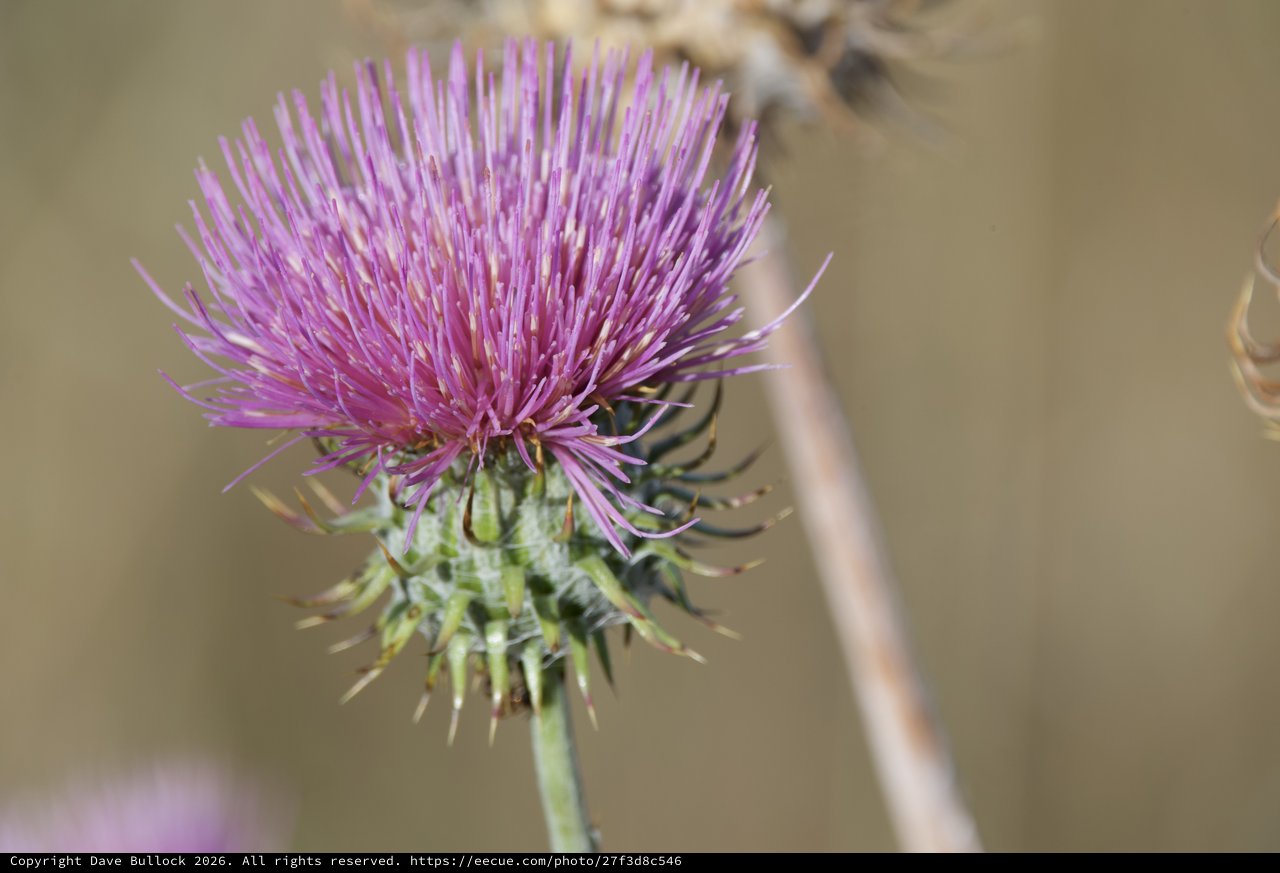 Vibrant Purple Thistle Blooming at Mount Diablo