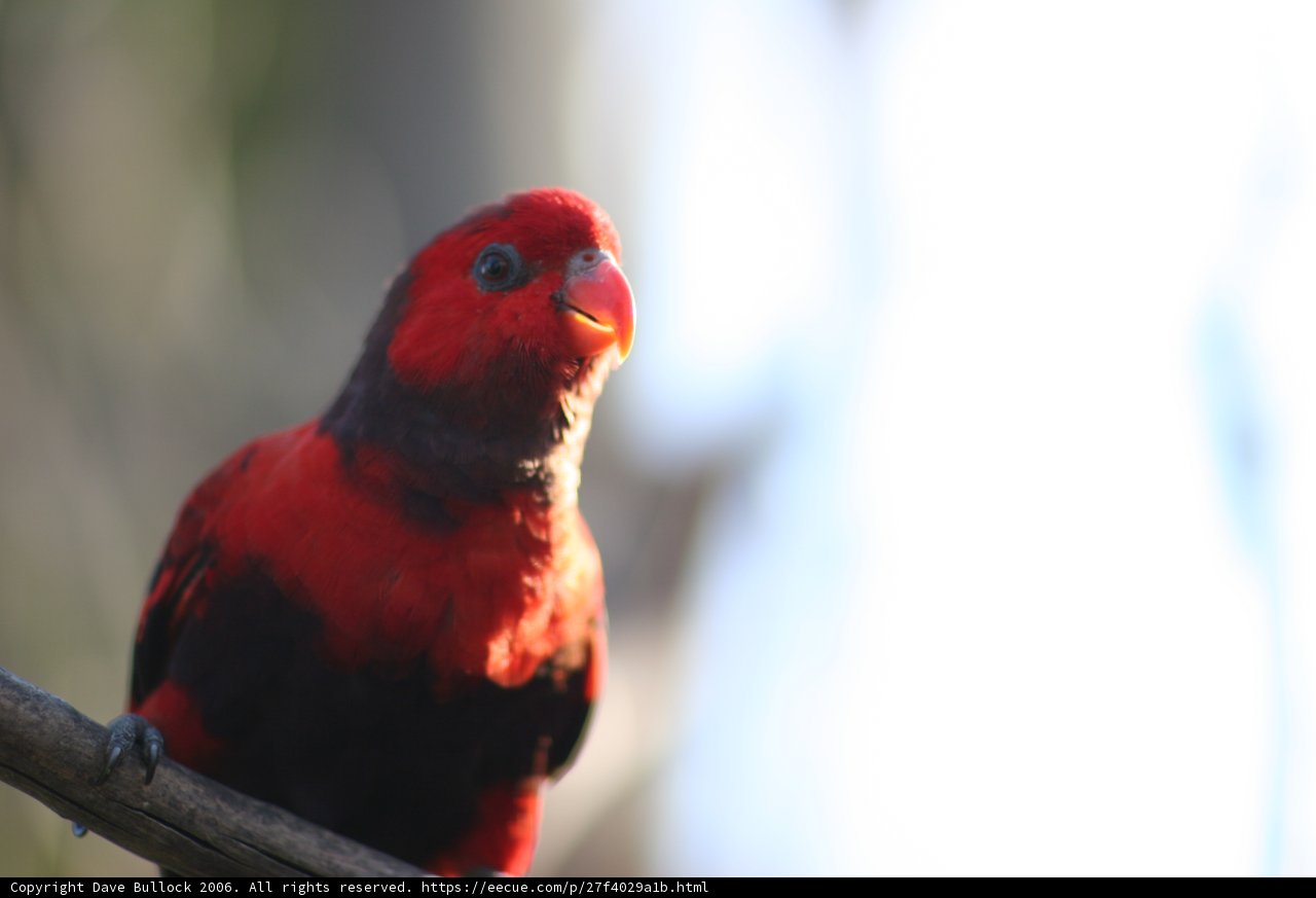 Red Parakeet on a Branch
