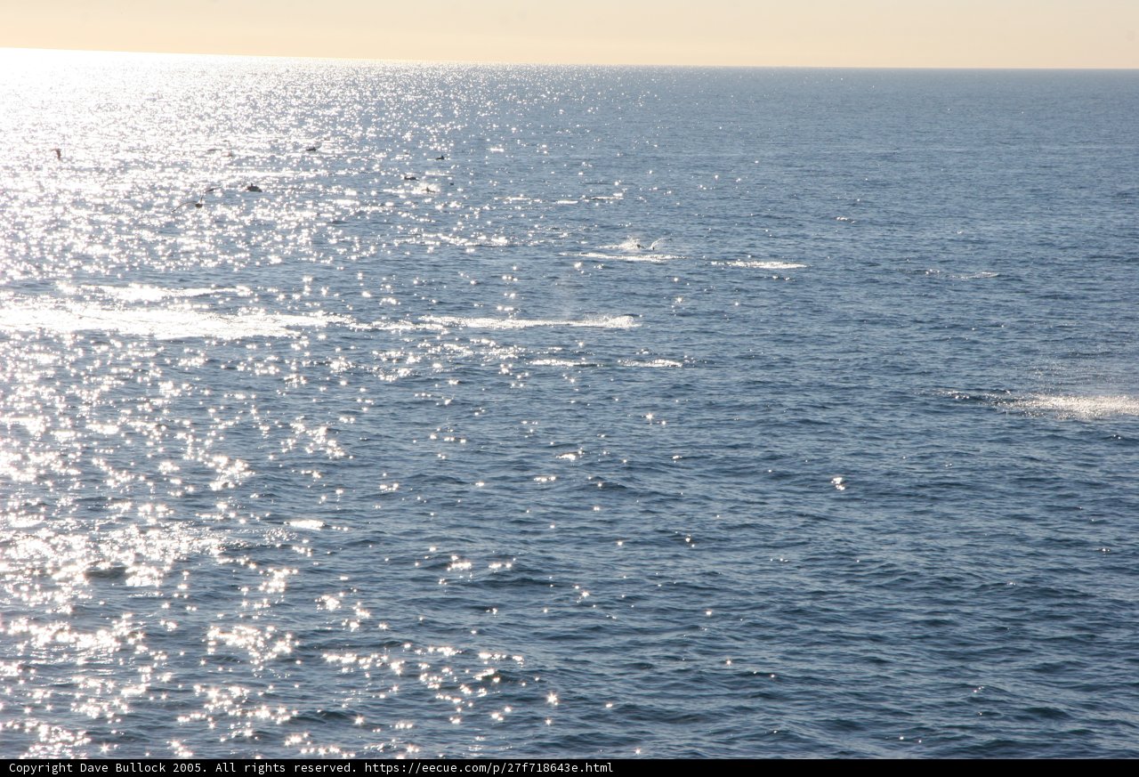 Majestic Whale in the Ocean