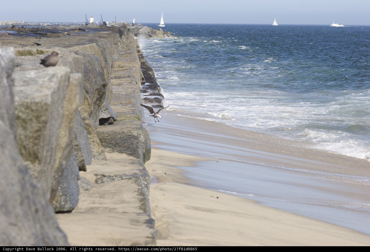 A Seaside Promontory with Feathered Friends