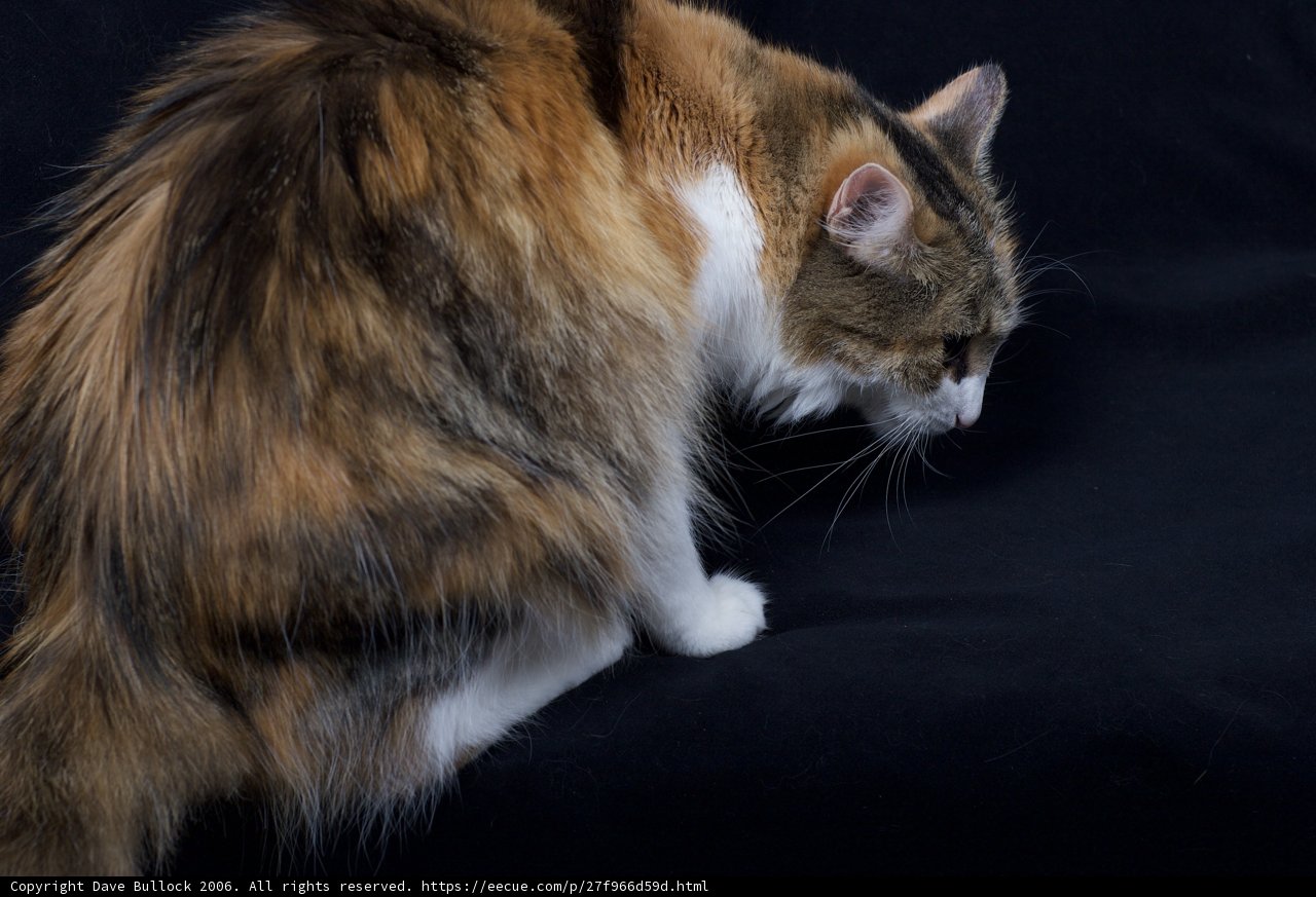 Calico Manx Cat on a Black Background