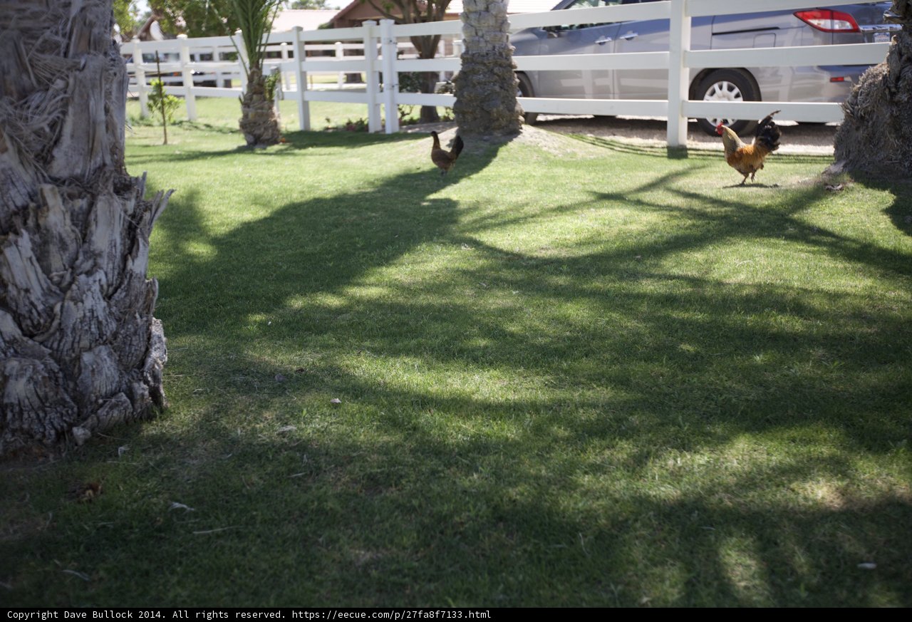 Fowl Friends in the Backyard