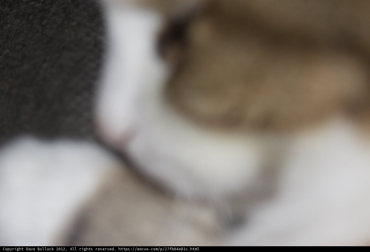 Fuzzy Feline Friend