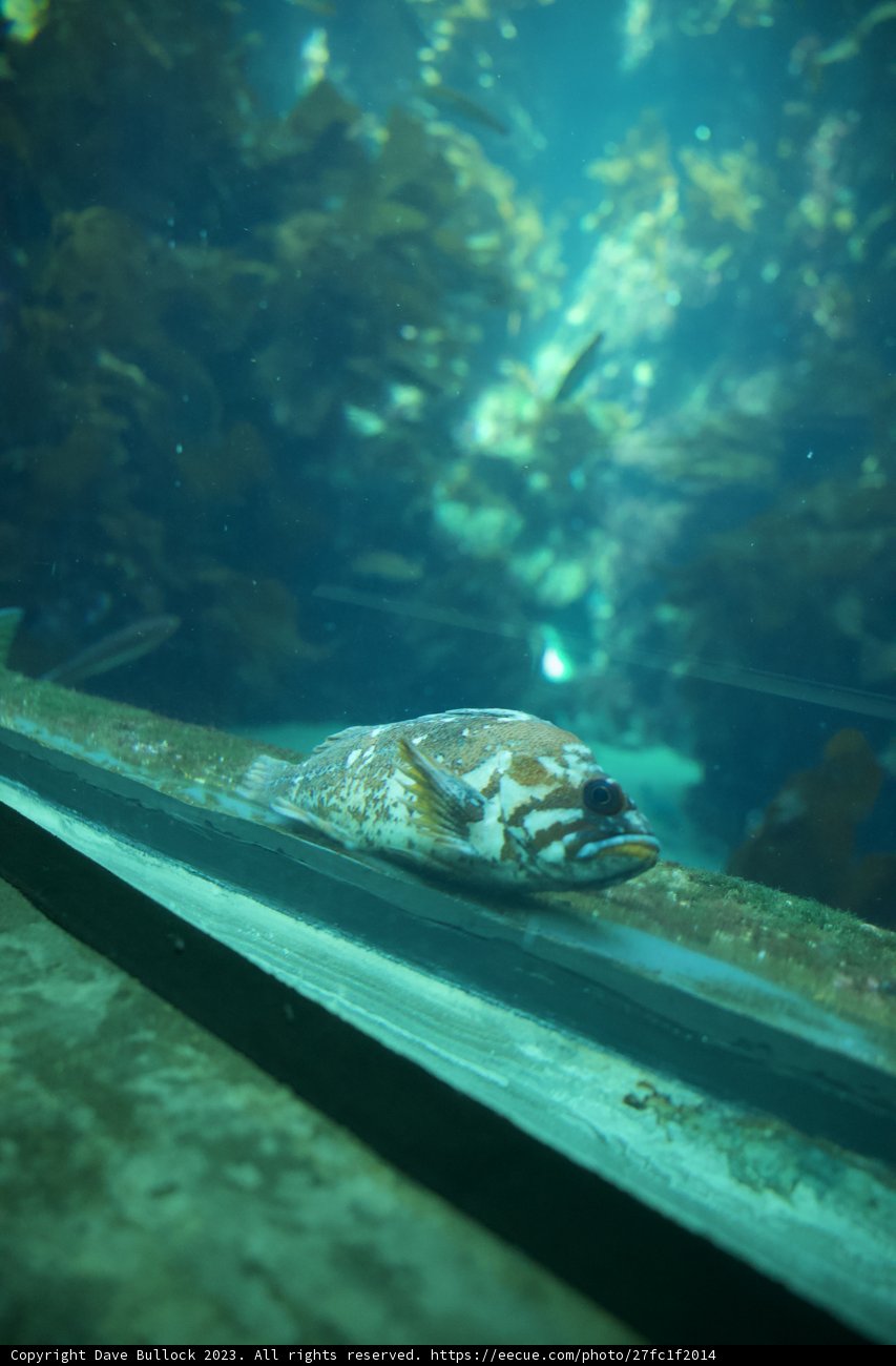 Majestic Aquatic Dance at Monterey Bay