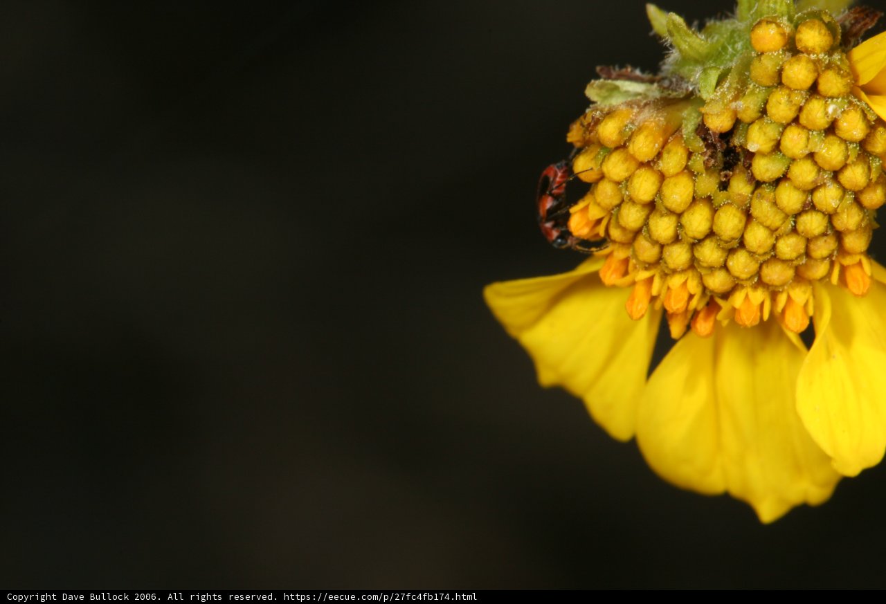 Pollinator at Work