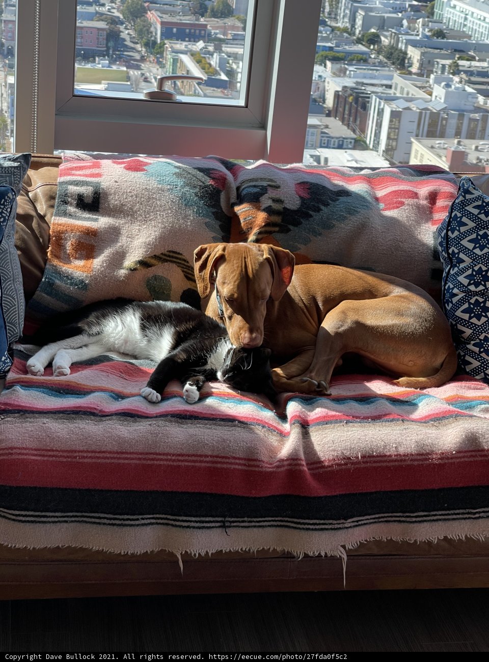 Furry Friends on the Urban Nest