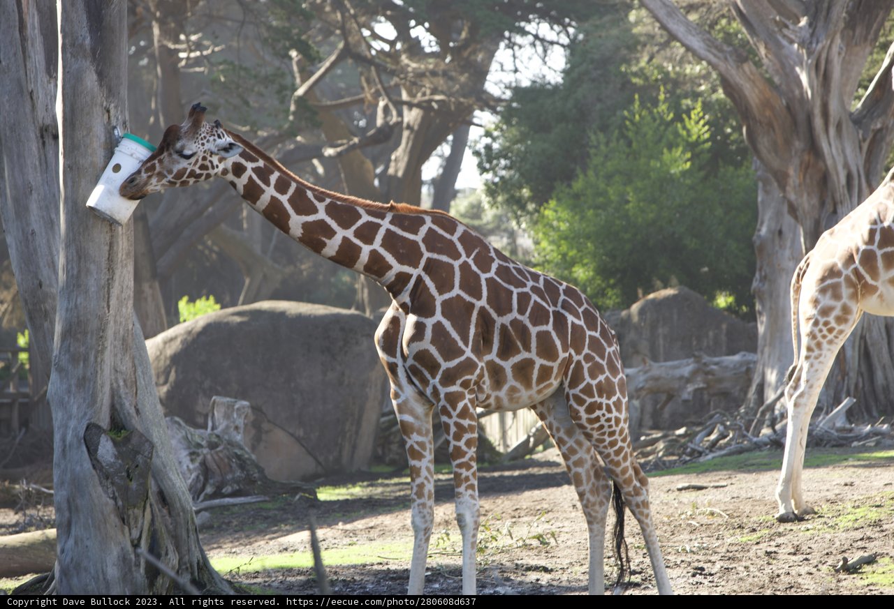 The Thirsty Gentleman at SF Zoo