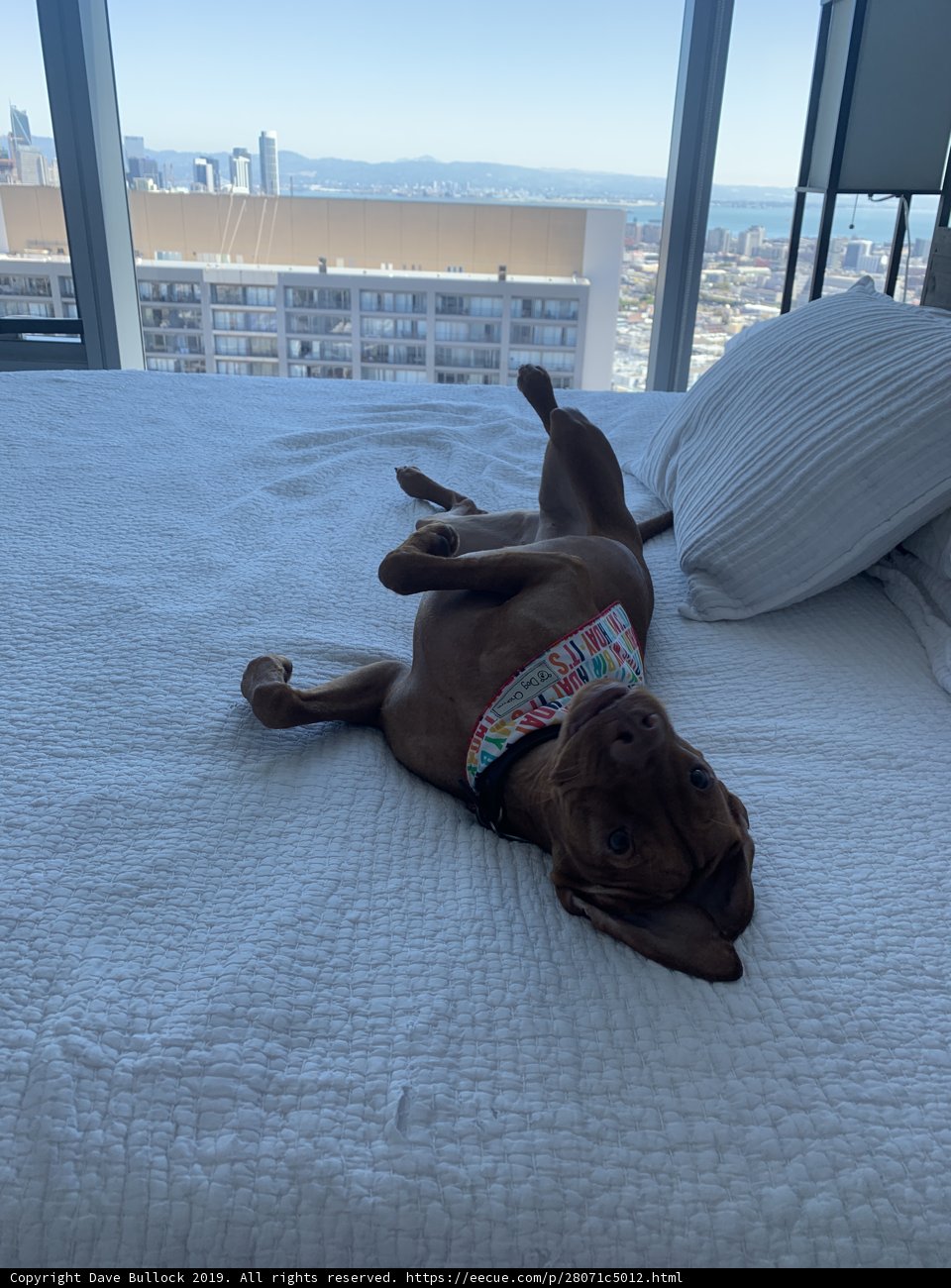 Urban Canine Nap Time