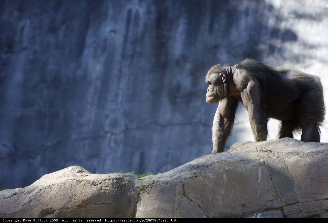 Chimpanzee King of the Rock
