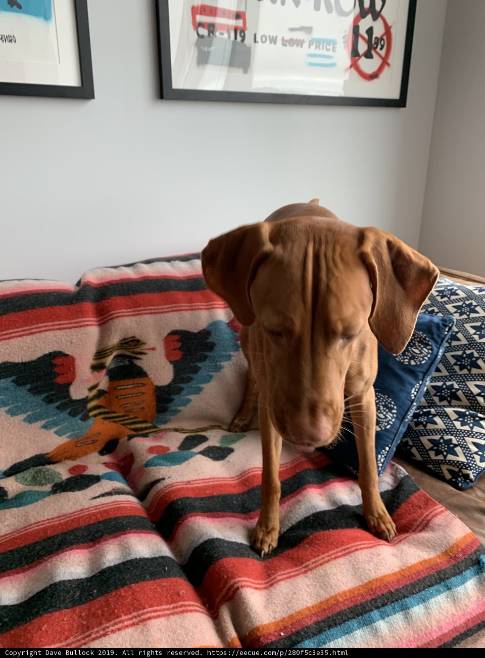 Canine Comfort on the Couch