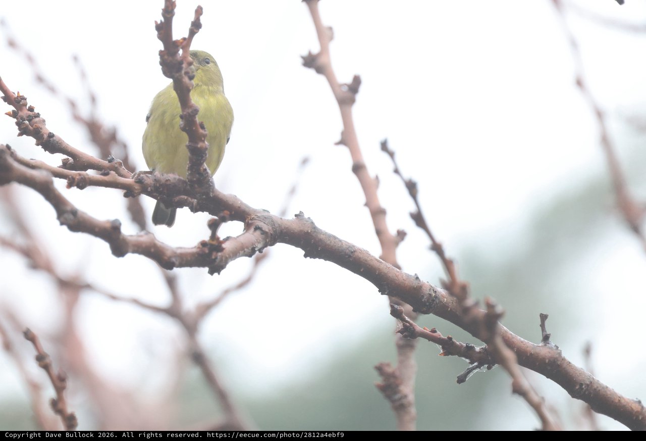 Yellow Finch Perched on Winter Branch