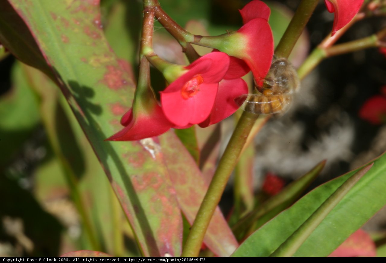 Busy Bee on Red Flowering Plant