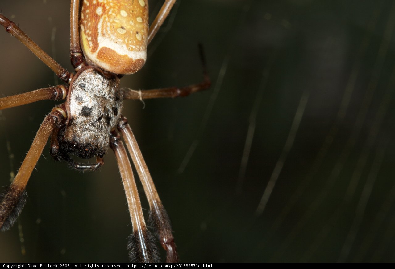 Garden Spider in its Web
