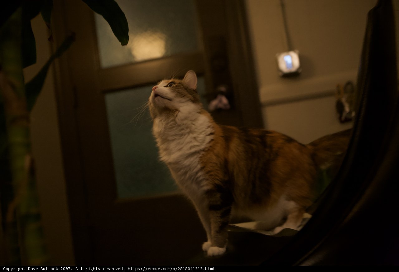Curiosity at Night
