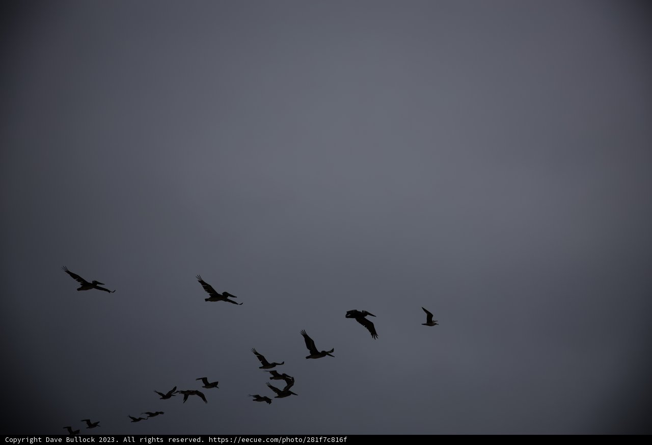 Soaring Silhouettes at Pescadero Sky