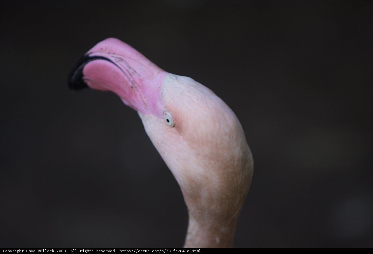 Fiery Flamingo Beak