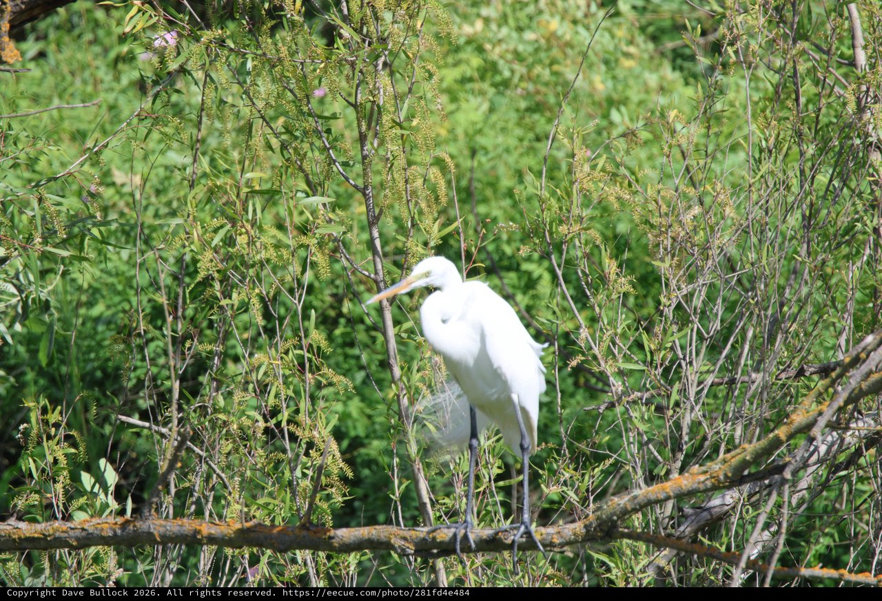 Great Egret Perched Among Spring Willow Branches