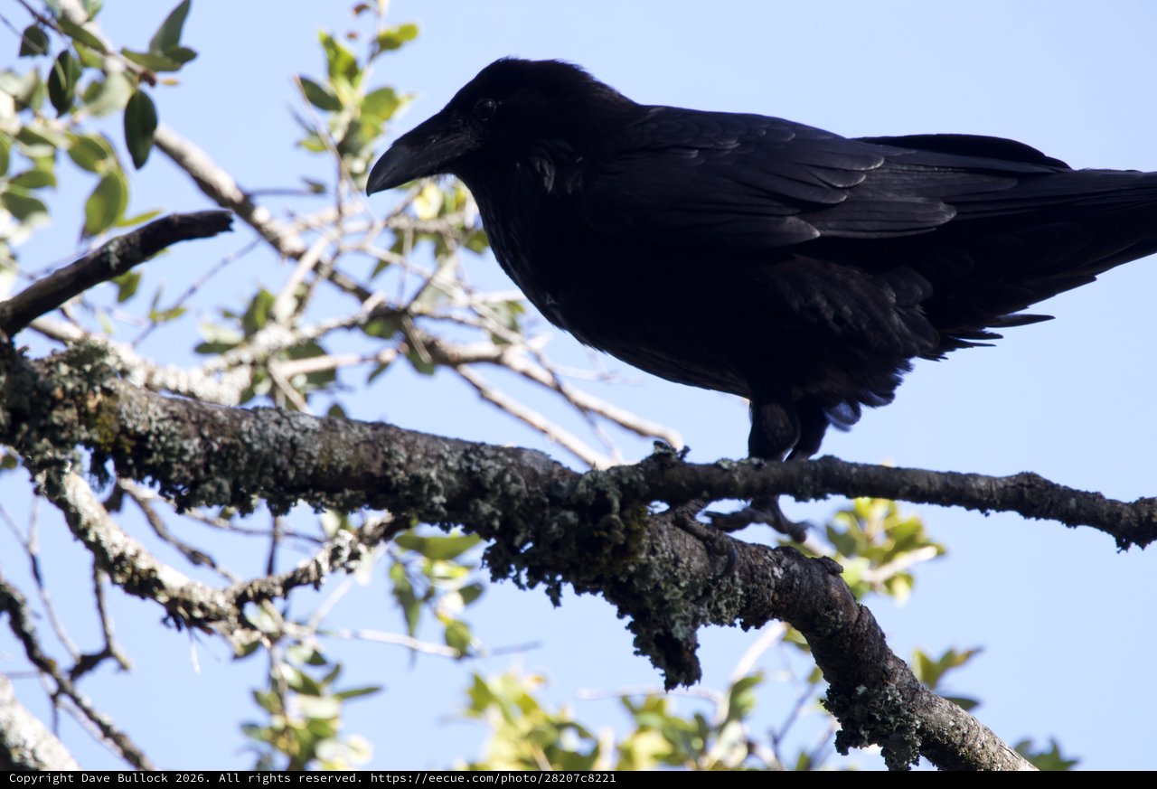 Raven Perched on Lichen-Covered Oak Branch